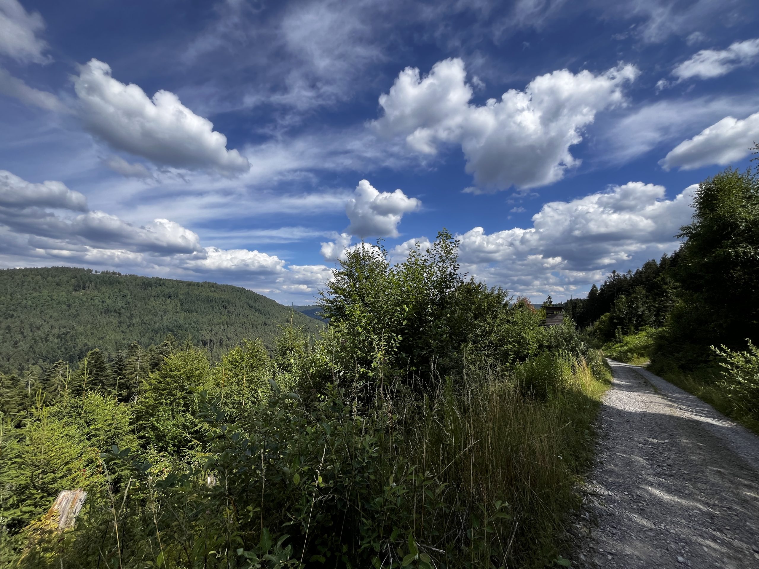 Heidelbeer-Hotspot Baiersbronn: Von wegen Ruhe im Wald!