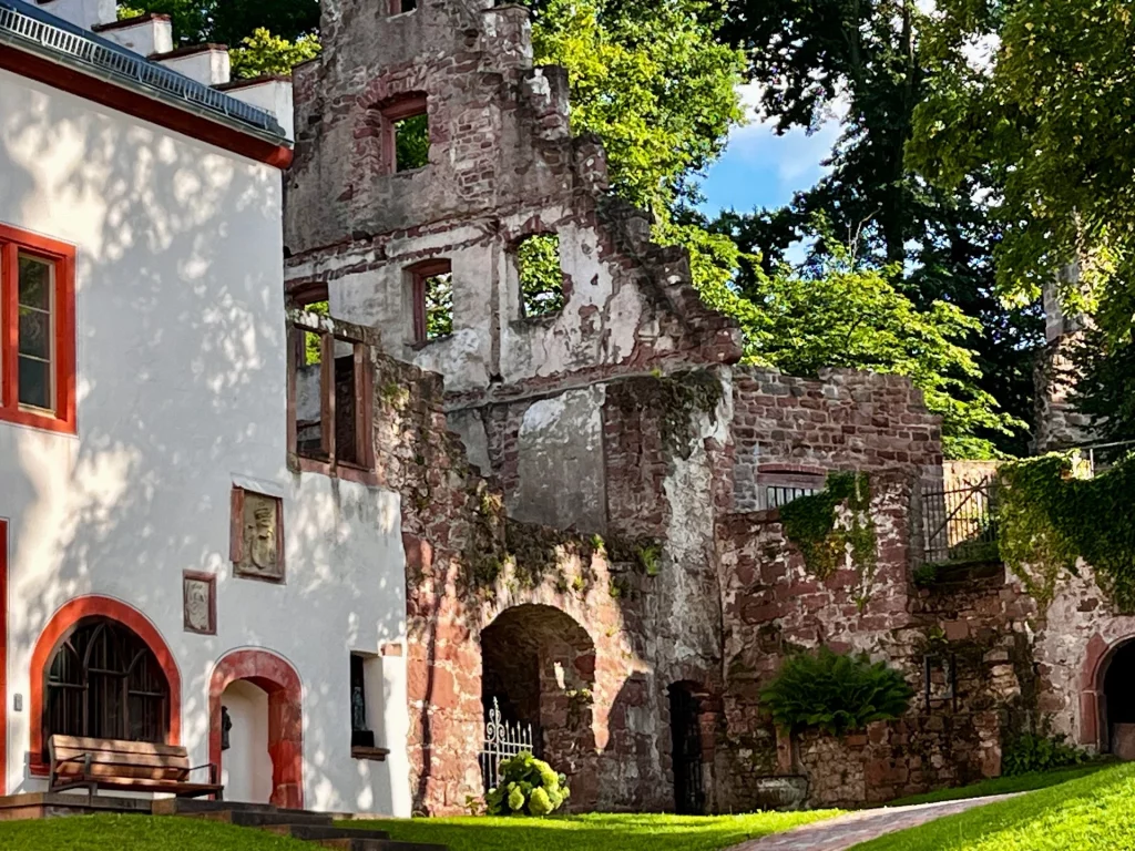 Ein reizvoller Kontrast zwischen dem sanierten weißen Burggebäude und den angrenzenden Ruinenmauern aus rotem Sandstein. Die leeren Fensterhöhlen und verwitterten Mauern der Ruine lassen die lange Geschichte der Anlage erahnen.