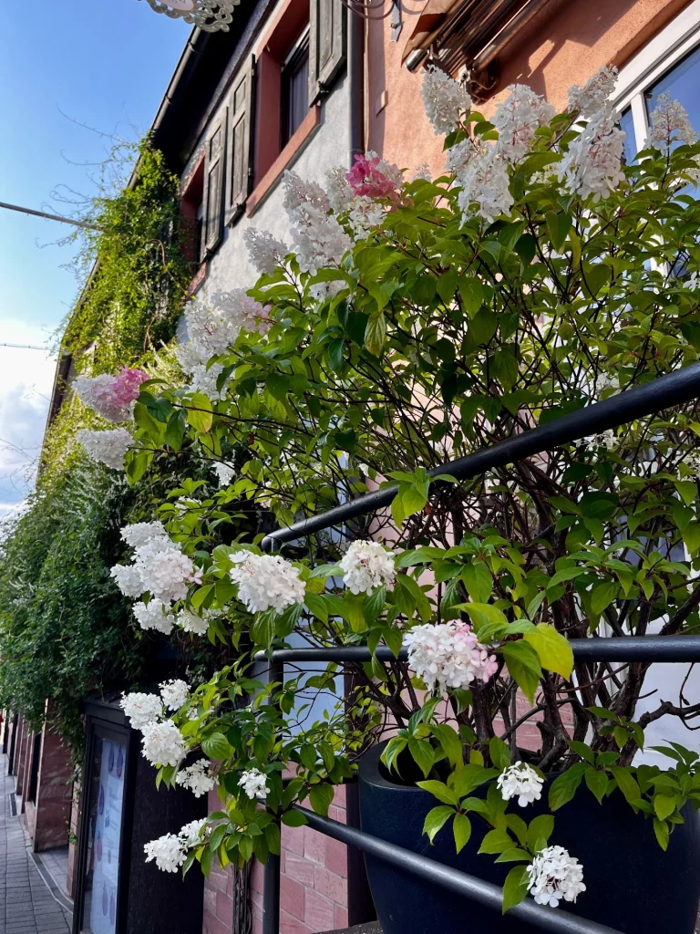 Weiß3 Blumen an einer Hauswand mit Fensterläden. 