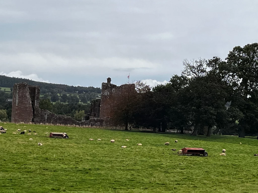 Die Ruinen von Brougham Castle aus rotem Sandstein stehen hinter einer grünen Weide, auf der zahlreiche Schafe grasen. Der Himmel ist bewölkt und grau.