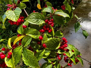 Detailaufnahme leuchtend roter Beeren einer Zwergmispel (Cotoneaster) an einem herbstlichen Strauch in Schottland, im Hintergrund ein feuchter Steinweg beim Abbot's House.