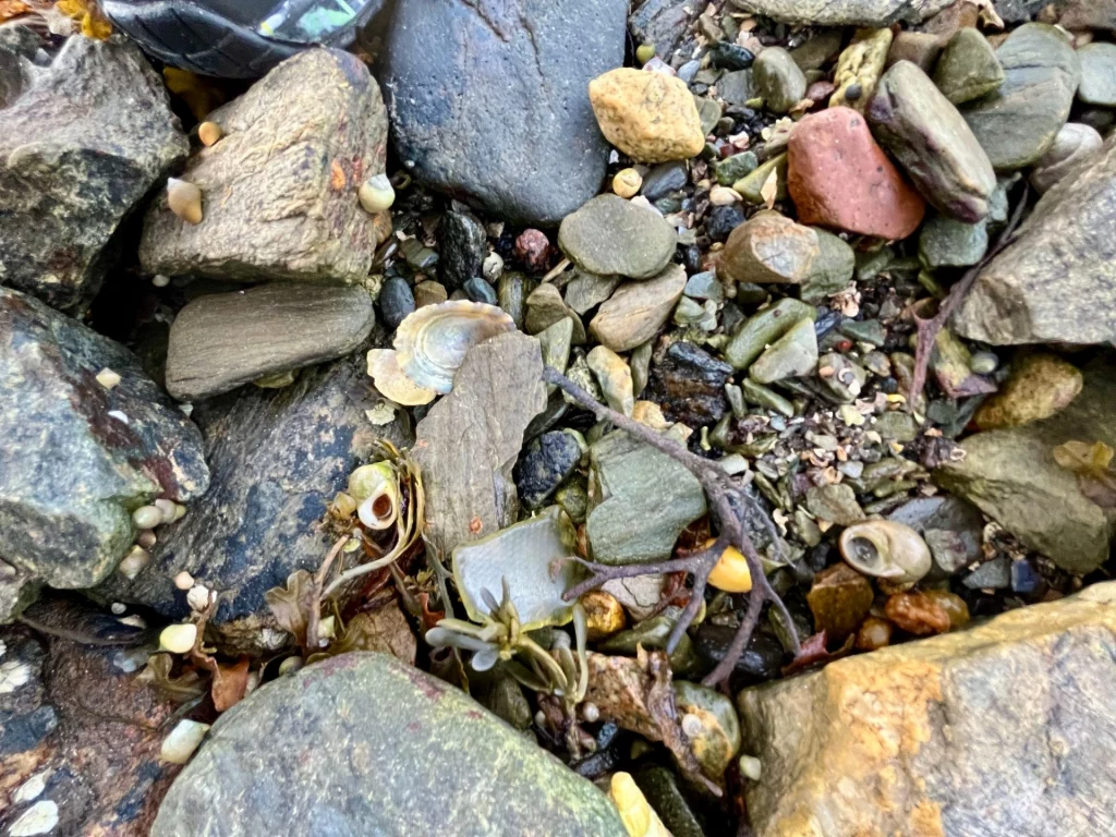 Eine Nahaufnahme vom Boden eines Ufers, der mit verschiedenfarbigen Kieselsteinen, kleinen Muschelschalen und Fragmenten von Seetang bedeckt ist.
