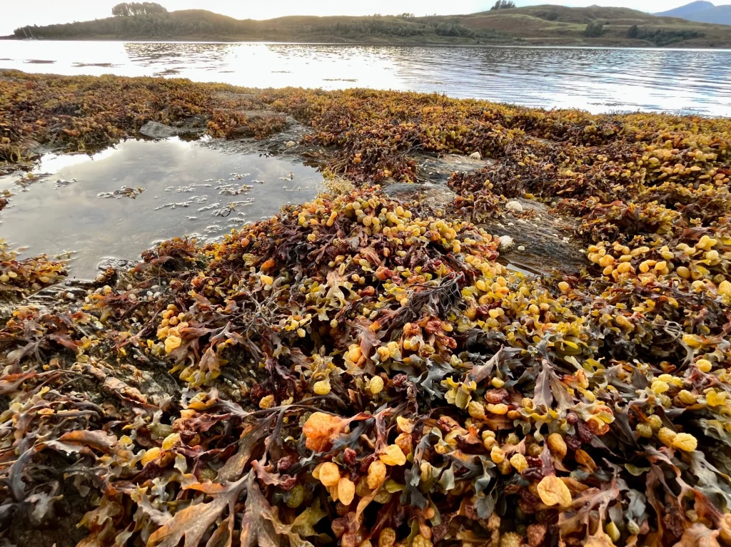 Eine extreme Nahaufnahme von dichtem, braunem und gelblichem Seetang mit kleinen luftgefüllten Blasen, der auf nassen Felsen am Wasser wächst.