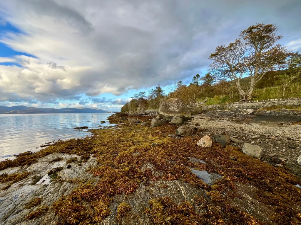 Eine weite Landschaftsaufnahme eines felsigen Seeufers, das mit einer dicken Schicht aus braunem Seetang bedeckt ist. Im Hintergrund säumen Bäume das Ufer unter einem weiten, bewölkten Himmel.