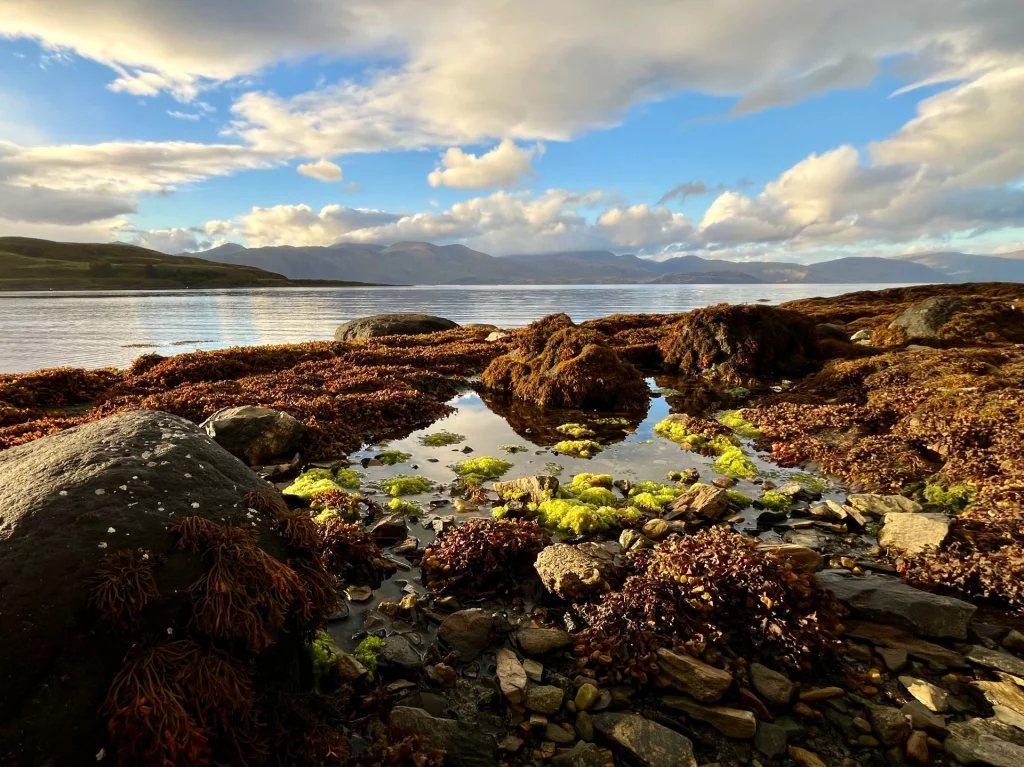 Blick über kleine, mit bunten Algen und Seetang gefüllte Wasserstellen am Ufer hinweg auf einen breiten Fjord. Im Hintergrund erstreckt sich eine sanfte, blaue Gebirgskette unter einem blau-weißen Wolkenhimmel.
