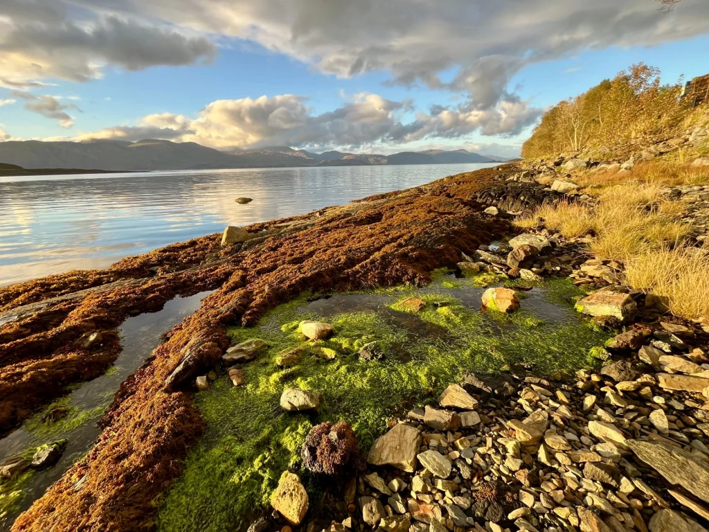 Eine Aufnahme von Gezeitentümpeln am Ufer, in denen hellgrünes Seegras im flachen Wasser wächst, umgeben von braunem Seetang und grauen Kieselsteinen.