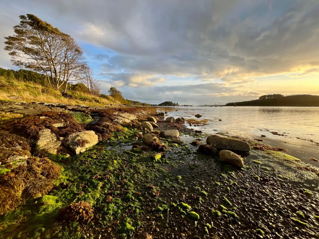 Eine Landschaftsaufnahme mit einem Gezeitentümpel im Vordergrund, der von braunem und neongrünem Seetang umgeben ist. Im Hintergrund erstrecken sich der ruhige See und die blauen Berge.