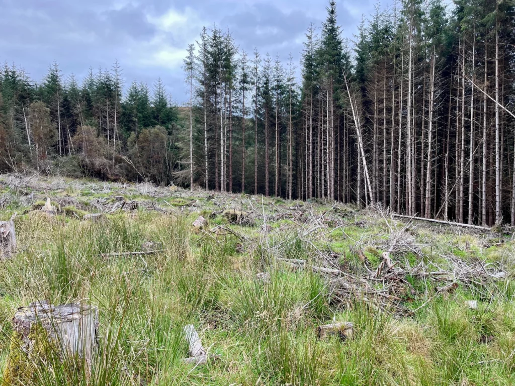 Eine kahle Waldfläche mit verstreuten Baumstümpfen und frischem Graswuchs vor einer Kulisse aus hohen, dunklen Nadelbäumen.