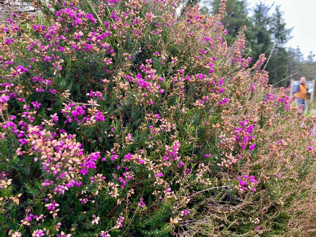 Eine detailreiche Nahaufnahme von blühendem, violettem Heidekraut (Erika) im Vordergrund einer herbstlichen Landschaft.