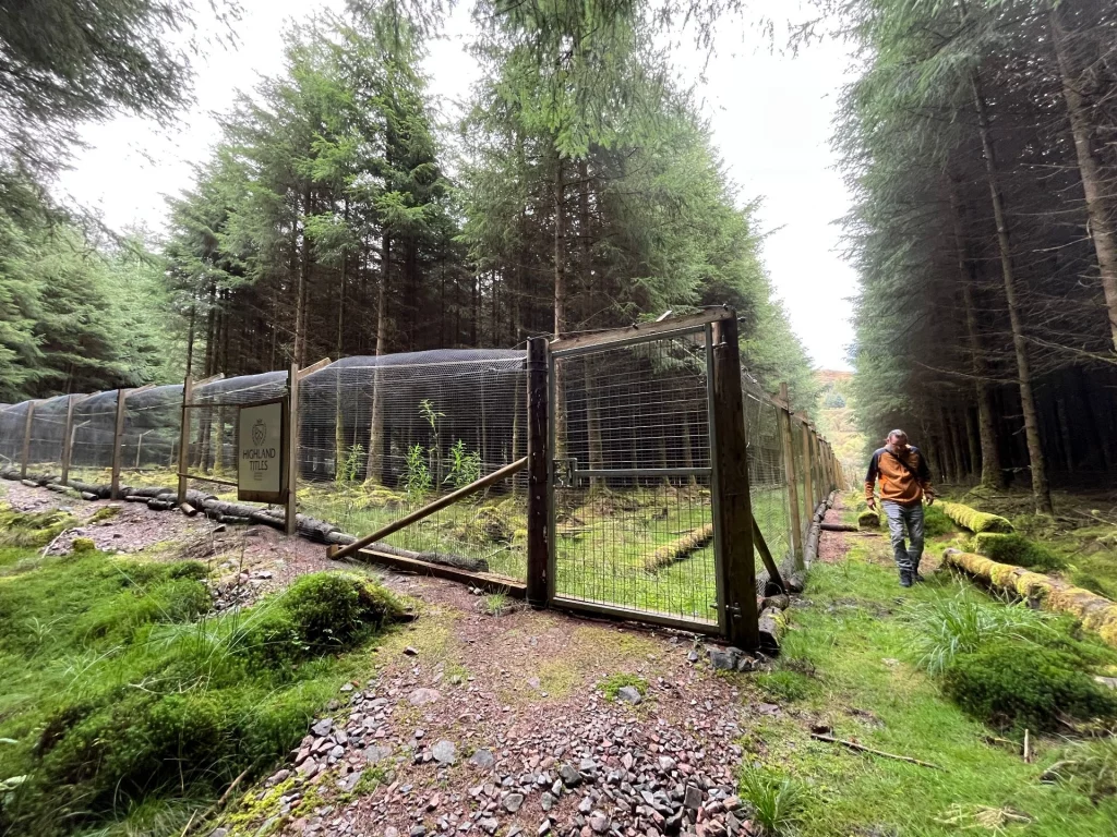 Ein hoher Maschendrahtzaun mit Holztor verläuft entlang eines Forstwegs in einem dichten Nadelwald.