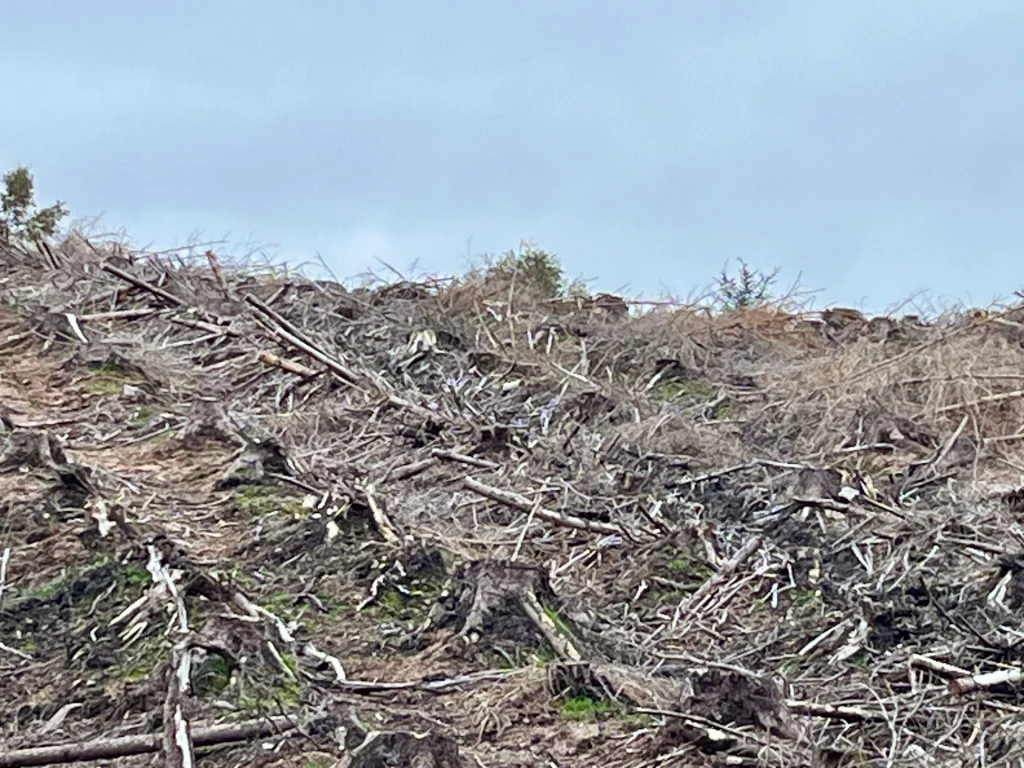 Nahaufnahme eines steilen Hangs, der mit Baumstümpfen, Ästen und Rodungsrückständen nach einem Kahlschlag bedeckt ist.