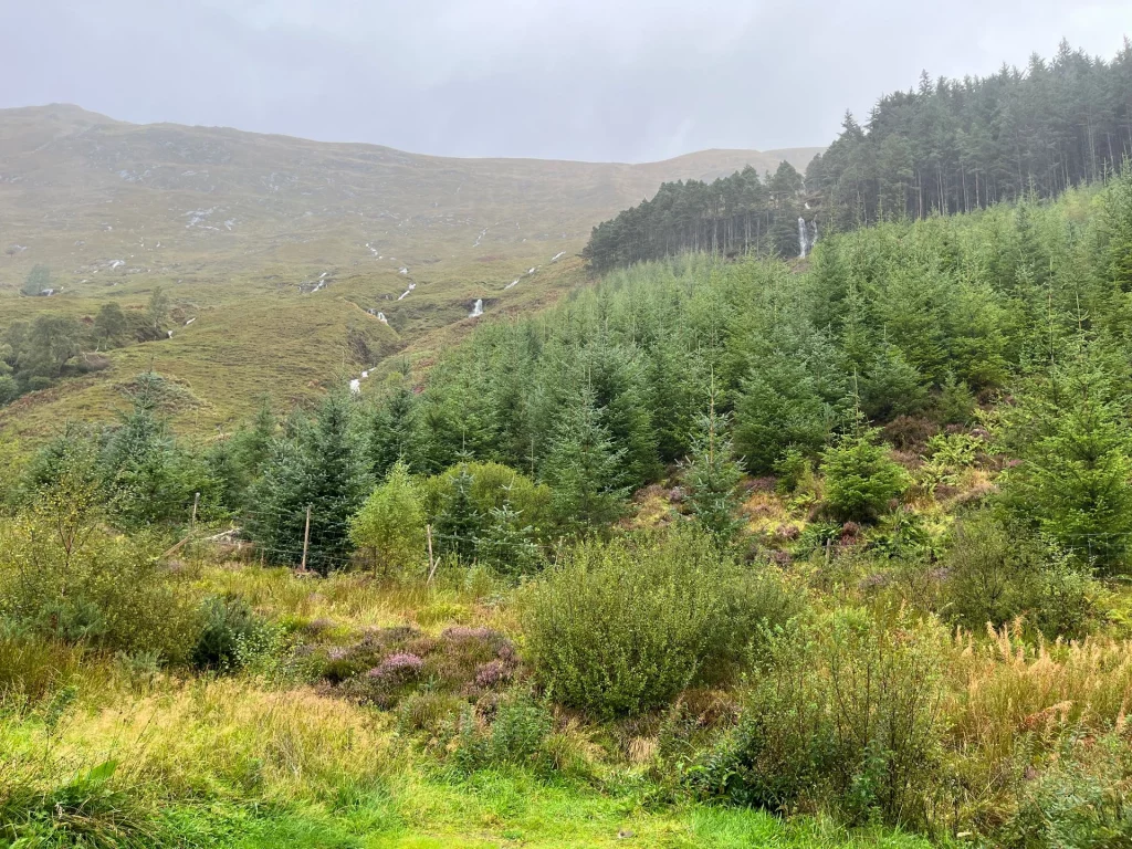 Ein grüner Berghang mit einer Gruppe Nadelbäume und herbstlichem Buschwerk im Vordergrund. Zwischen den Felsen im Hintergrund sind schmale, weiße Wasserläufe erkennbar.