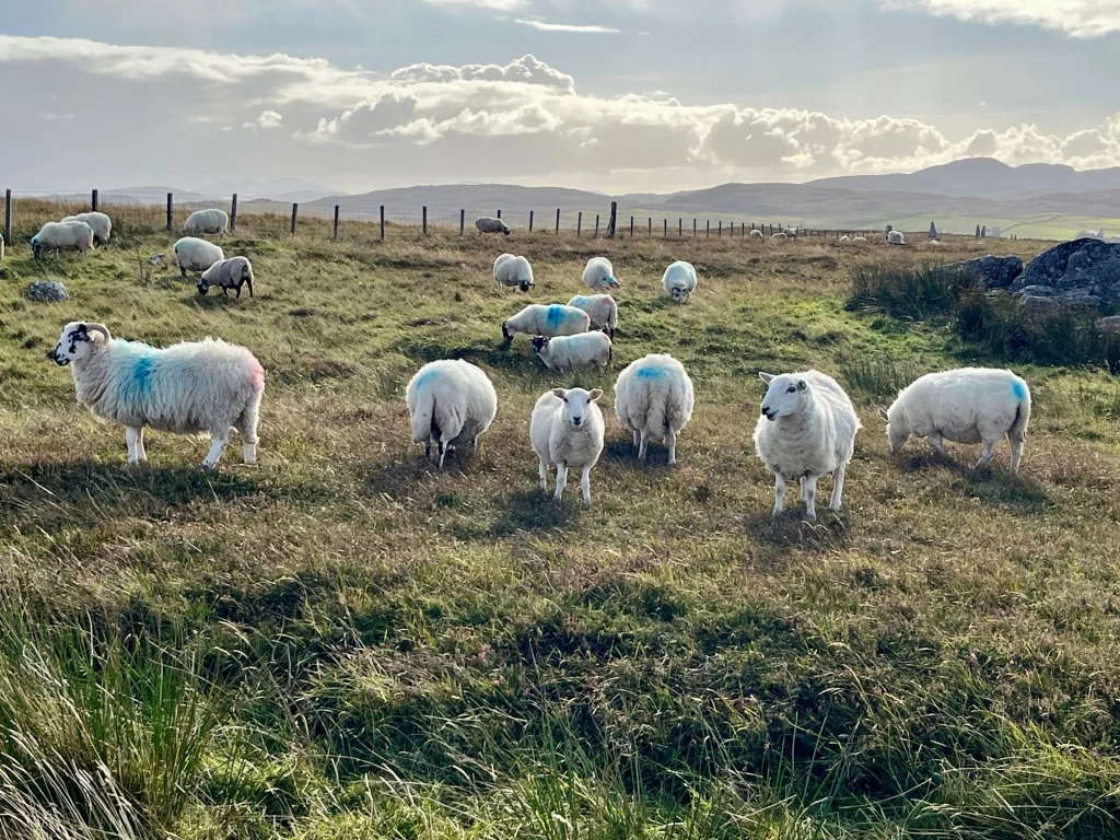 Eine Herde weißer Schafe mit blauen und rosa Markierungen weidet auf einer hügeligen, grünen Wiese unter einem weiten schottischen Himmel auf der Isle of Lewis.