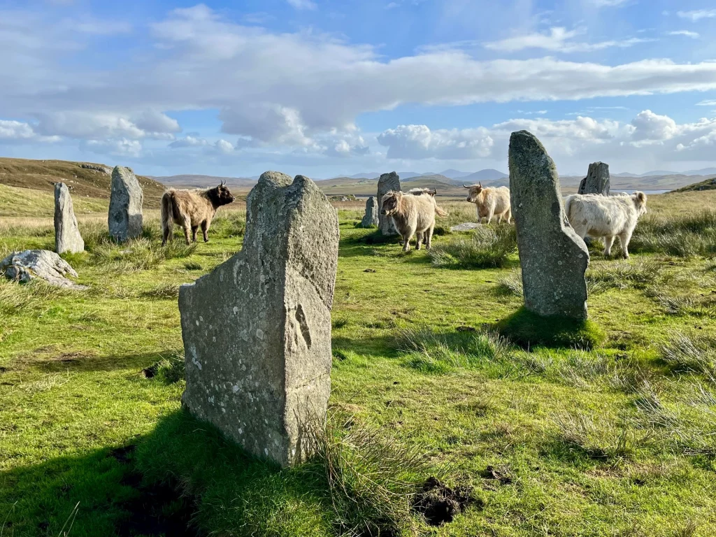 Eine Gruppe von Hochlandrindern ist innerhalb und um einen Steinkreis verteilt, im Hintergrund erstreckt sich die raue, offene Landschaft Schottlands.