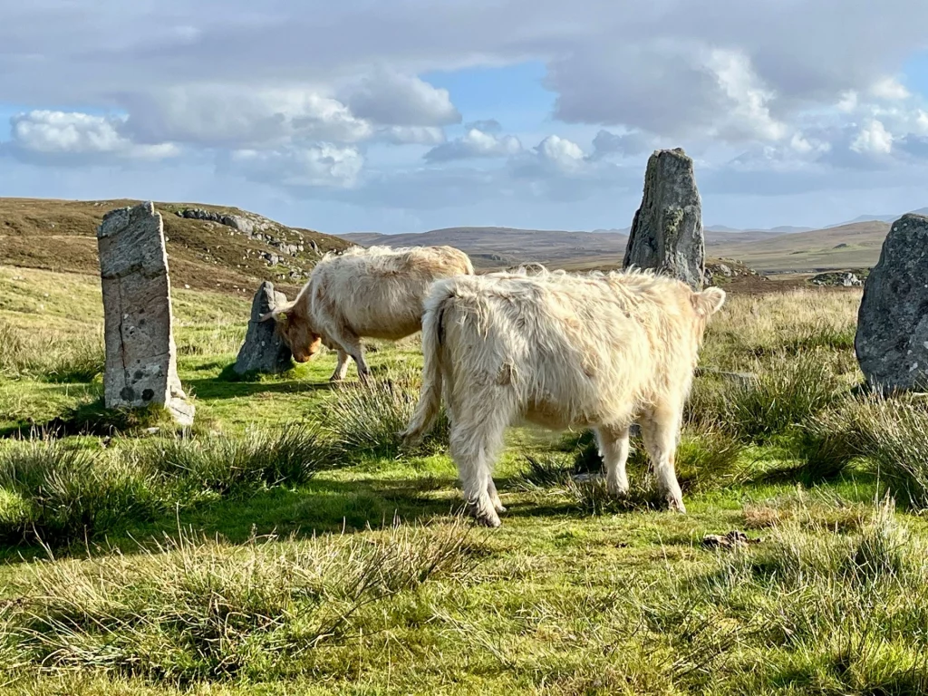 Zwei helle Hochlandrinder grasen friedlich direkt neben den vertikal aufgerichteten Megalithen eines Steinkreises.