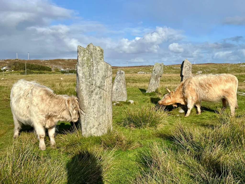 Nahaufnahme von zwei zotteligen, hellbeigen Hochlandrindern; eines lehnt den Kopf sanft gegen einen hohen, grauen Menhir, während das andere im Vordergrund grast.