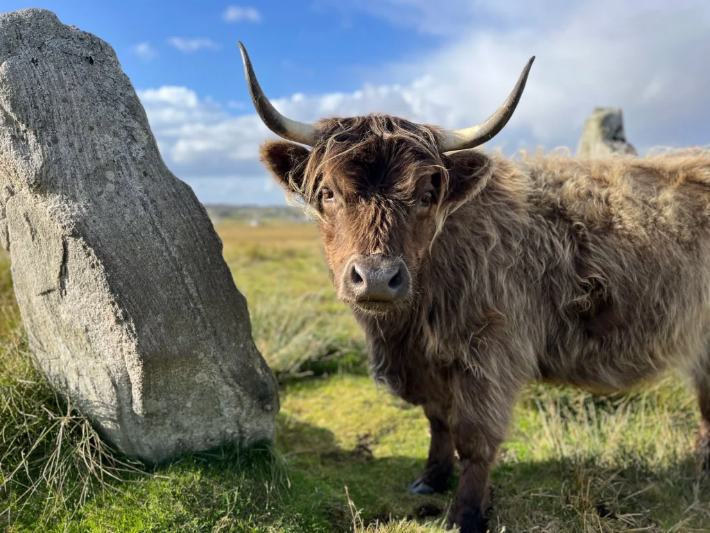 Porträtaufnahme eines dunkelbraunen Hochlandrindes mit imposanten Hörnern, das ruhig neben einem der aufrecht stehenden Steine der Anlage posiert.