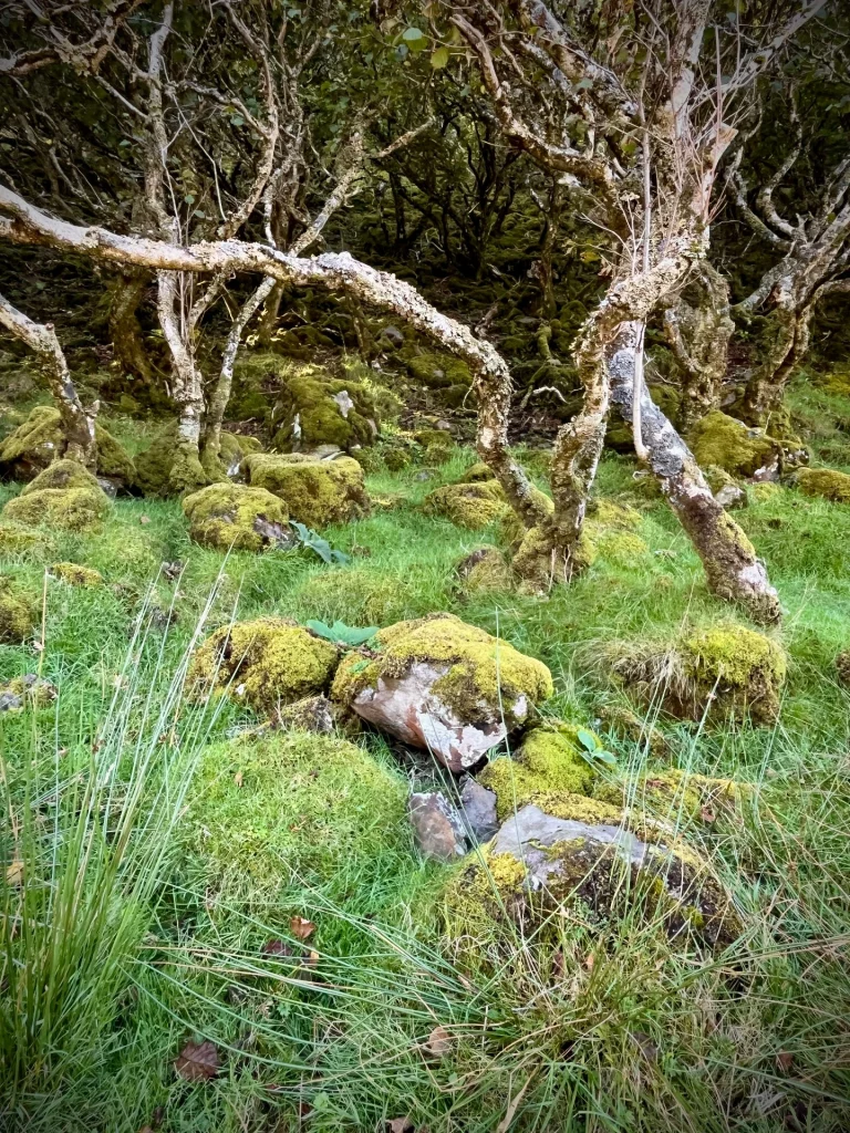 Nahaufnahme eines alten, knorrigen Baums mit weißer Rinde und moosbewachsenen Wurzeln, die sich über den grünen Boden des Fairy Glen schlängeln.