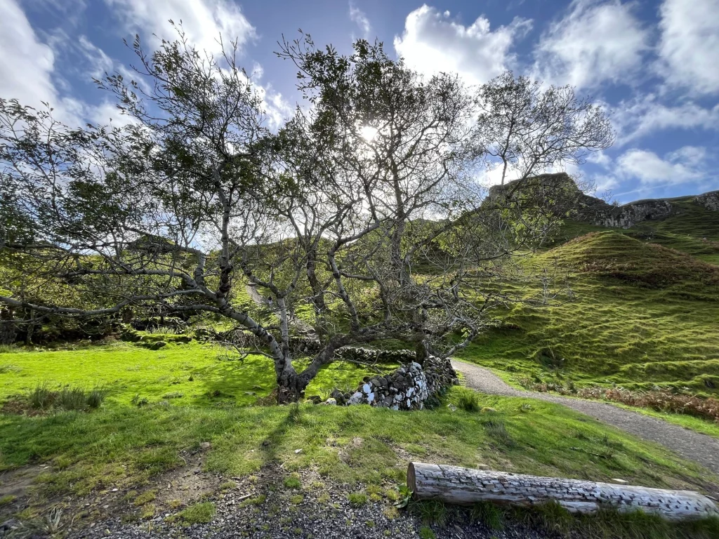 Ein sonnendurchfluteter, weit verzweigter Baum steht neben einem geschwungenen Wanderweg im Fairy Glen. Schatten werfen lange Streifen auf das grüne Gras und eine alte, niedrige Trockensteinmauer.