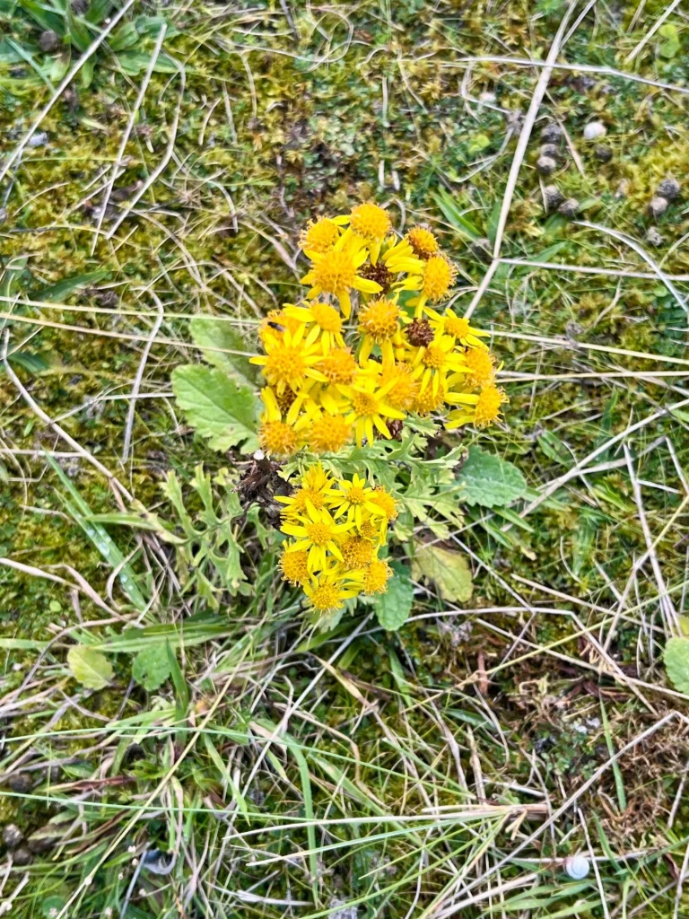 Nahaufnahme einer Gruppe kleiner, leuchtend gelber Blüten (Greiskraut), die inmitten von grünem Gras und Moos an der Küste wachsen.