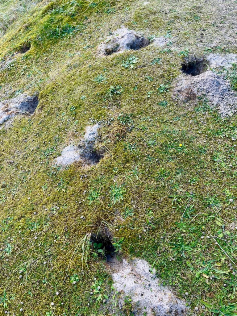 Nahaufnahme eines grasbewachsenen, sandigen Hangs, in dem mehrere dunkle Erdlöcher (vermutlich Tierbaue) zu sehen sind. Um die Eingänge herum liegt heller Sand.