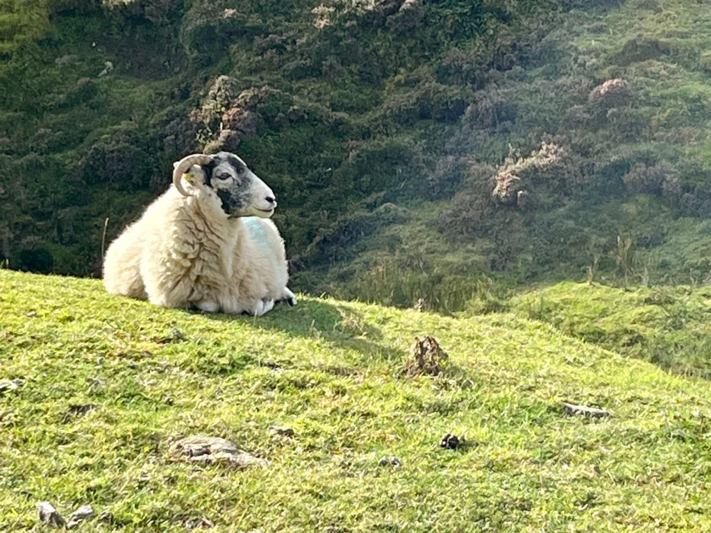 Ein flauschiges weißes Schaf liegt entspannt auf einem saftig grünen Grashügel in der schottischen Sonne.