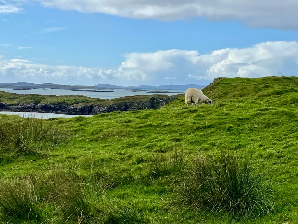 Eine weitläufige Küstenlandschaft auf der Isle of Harris unter einem leicht bewölkten blauen Himmel. Im Vordergrund grasen Schafe auf einer saftig grünen, hügeligen Wiese mit vereinzelten Gräsern. Im Hintergrund erstreckt sich das tiefblaue Meer des Sound of Harris mit seinen felsigen Küstenlinien und fernen Bergen am Horizont.