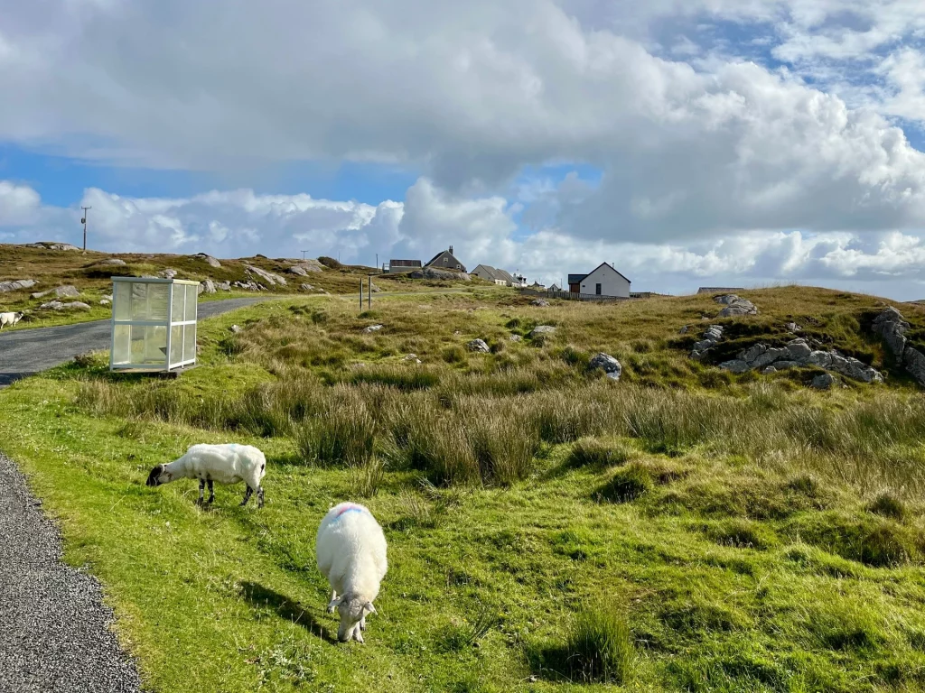 Zwei weiße Schafe grasen auf einer grünen, hügeligen Wiese neben einer schmalen Straße. Im Hintergrund erstreckt sich die karge Landschaft unter einem hellen Wolkenhimmel.