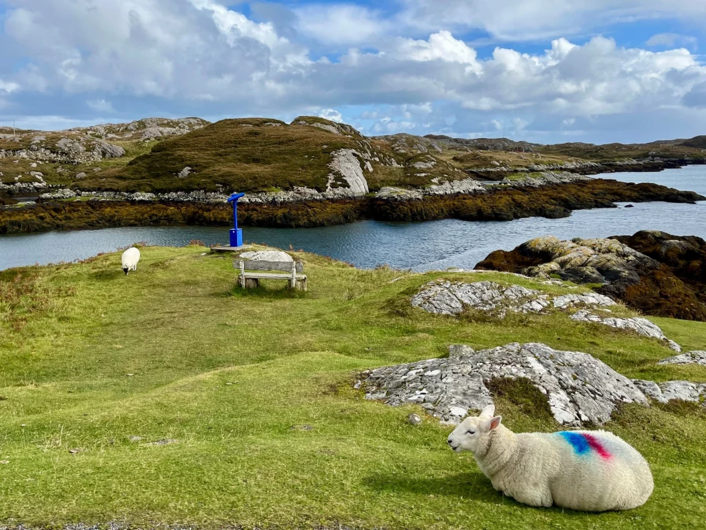Ein friedlicher Aussichtspunkt mit einer Holzbank und grasenden Schafen auf einer Anhöhe über einer Meeresbucht. Eines der Schafe im Vordergrund trägt eine bunte Markierung auf der Wolle.