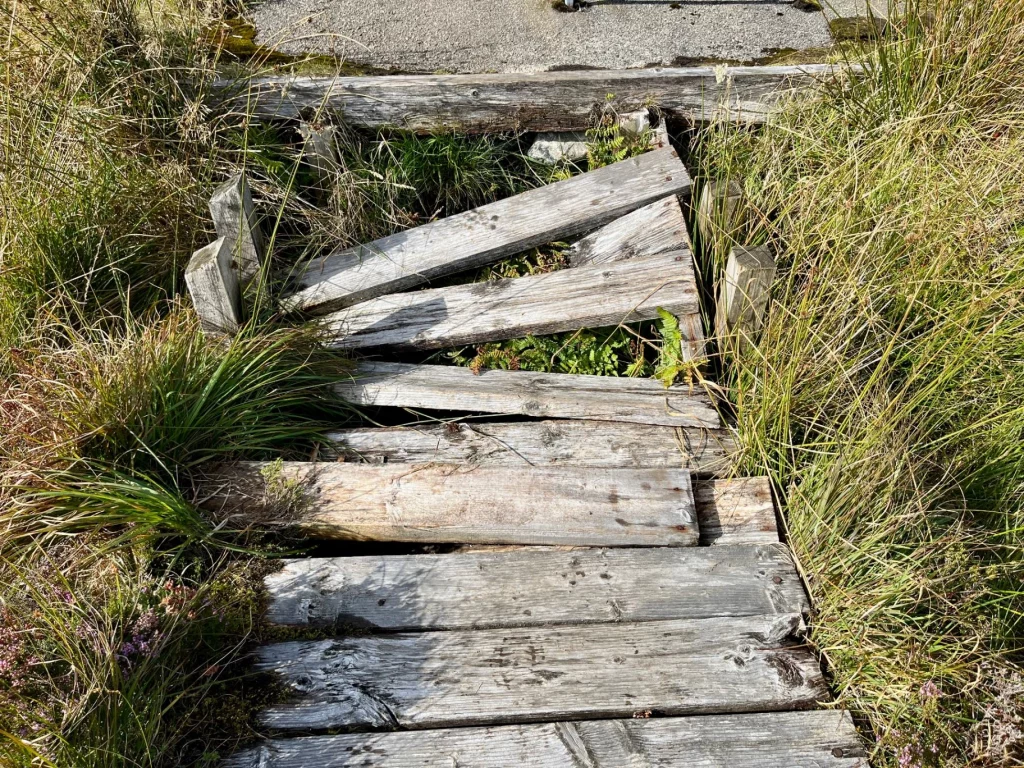 Nahaufnahme eines alten, verwitterten Holzstegs mit zerbrochenen Planken, der durch hohes Gras und Heidekraut führt.