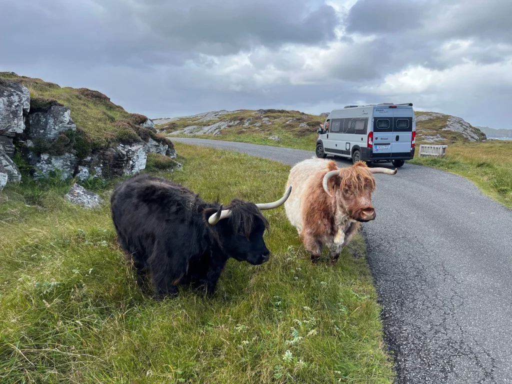 Zwei zottelige Highland-Rinder – ein tiefschwarzes im Vordergrund und ein hellbraunes direkt daneben – stehen entspannt am grasbewachsenen Rand einer schmalen Asphaltstraße in einer rauen, felsigen Hügellandschaft. Im Hintergrund steht ein hellgrauer Camper-Van auf der Straße, während der Himmel von einer dichten, grauen Wolkendecke überzogen ist.