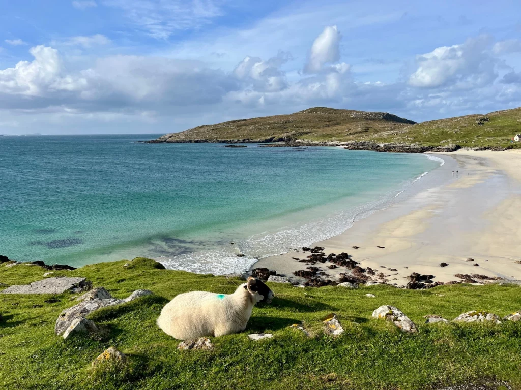 Ein flauschiges Schaf mit schwarzem Gesicht liegt entspannt auf einer grünen Wiese direkt oberhalb eines traumhaften, menschenleeren Sandstrandes mit türkisfarbenem Wasser unter einem wolkenverhangenen Himmel.