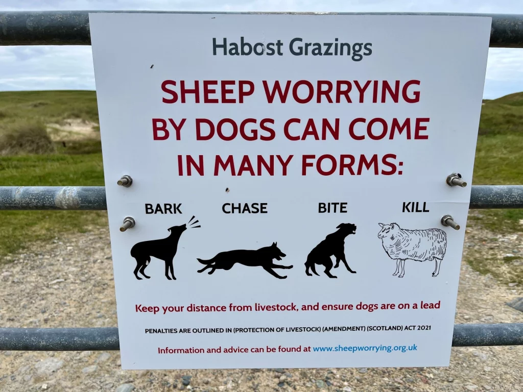 Ein weißes Hinweisschild mit der Überschrift „Habost Grazings“. Es warnt davor, dass Hunde Schafe beunruhigen können („Sheep Worrying“) und illustriert dies mit Silhouetten von bellenden, jagenden und beißenden Hunden.