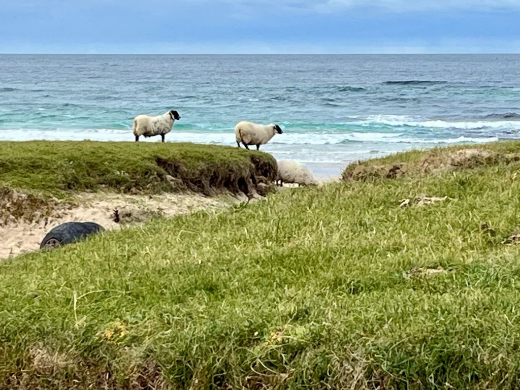 Zwei Schafe grasen auf einer grünen Klippe direkt über einem hellen Sandstrand, während im Hintergrund das türkisblaue Meer an Land rollt.
