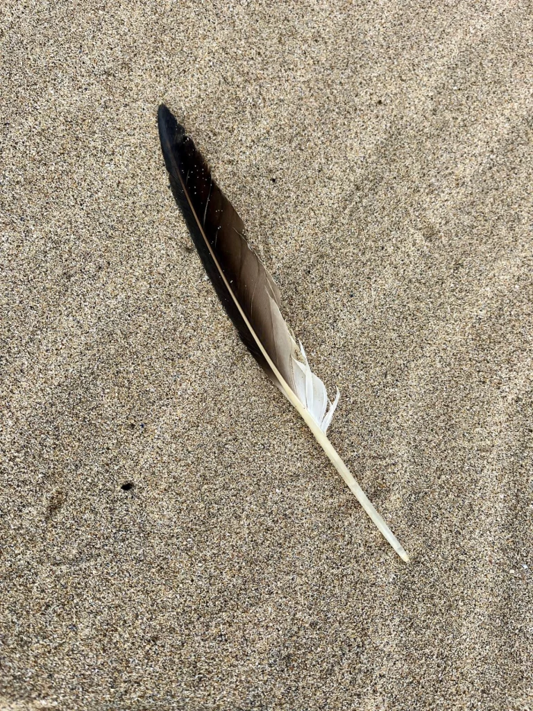 Eine einzelne, dunkelbraune Feder mit weißem Kiel liegt diagonal auf einer fein strukturierten Sandfläche.