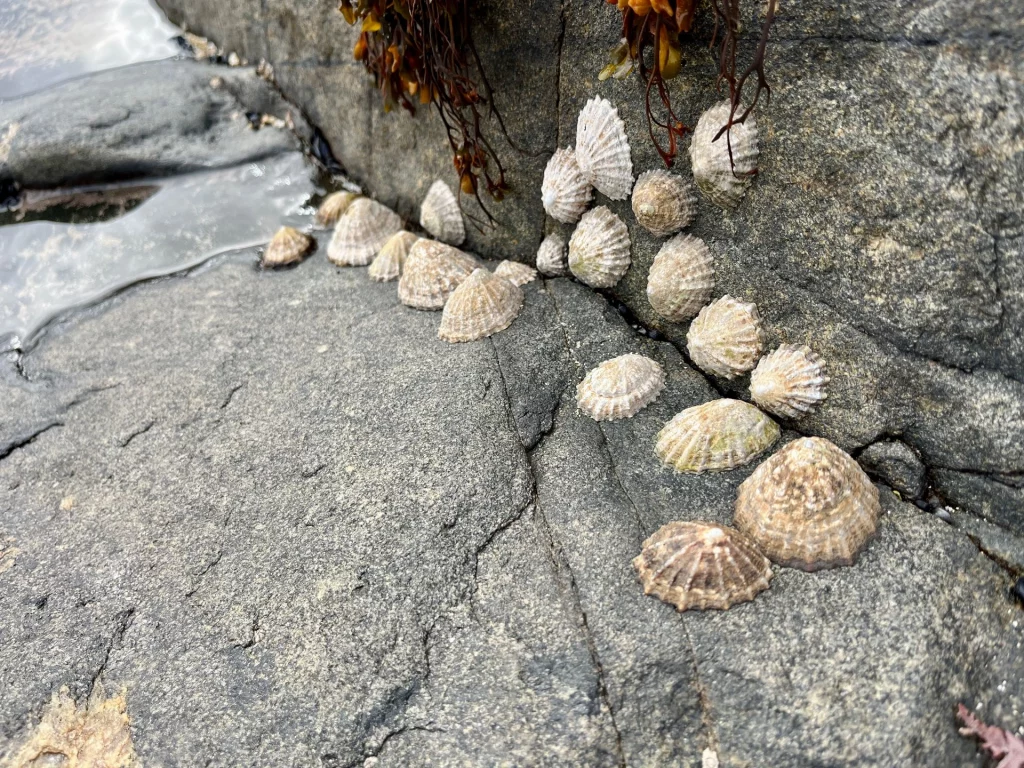 Eine Makroaufnahme von zahlreichen Napfschnecken (Limpets), die eng aneinander an einer grauen, rauen Felswand haften. Einige Algen hängen vom oberen Rand des Steins herab.