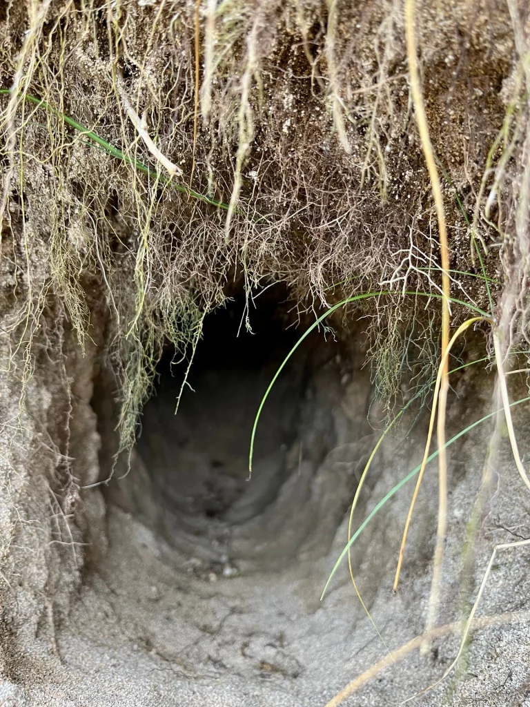 Nahaufnahme eines dunklen Erdlochs in einer sandigen Böschung, das vermutlich als Bau für Kaninchen oder andere Kleintiere dient.