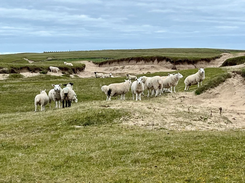 Eine kleine Gruppe weißer Schafe rastet auf einer Anhöhe im Gras. Im Hintergrund ist eine Abbruchkante zum Strand unter grauem Himmel zu erkennen.