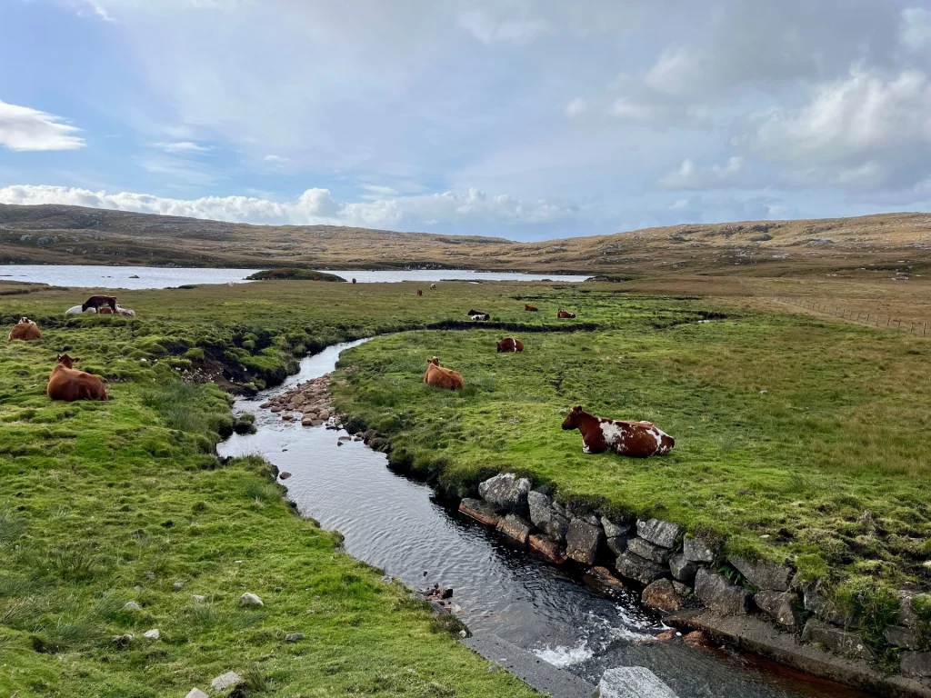 Eine friedliche Moorlandschaft auf den Hebriden mit einem schmalen Bachlauf, an dessen Ufer eine braun-weiß gefleckte Kuh im Gras ruht.