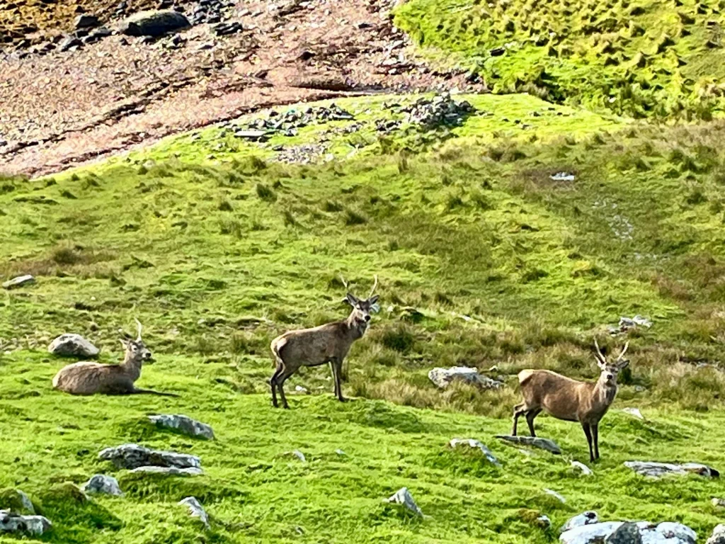 Drei Rothirsche grasen und ruhen an einem saftig grünen, felsigen Grashang unter hellem Tageslicht.