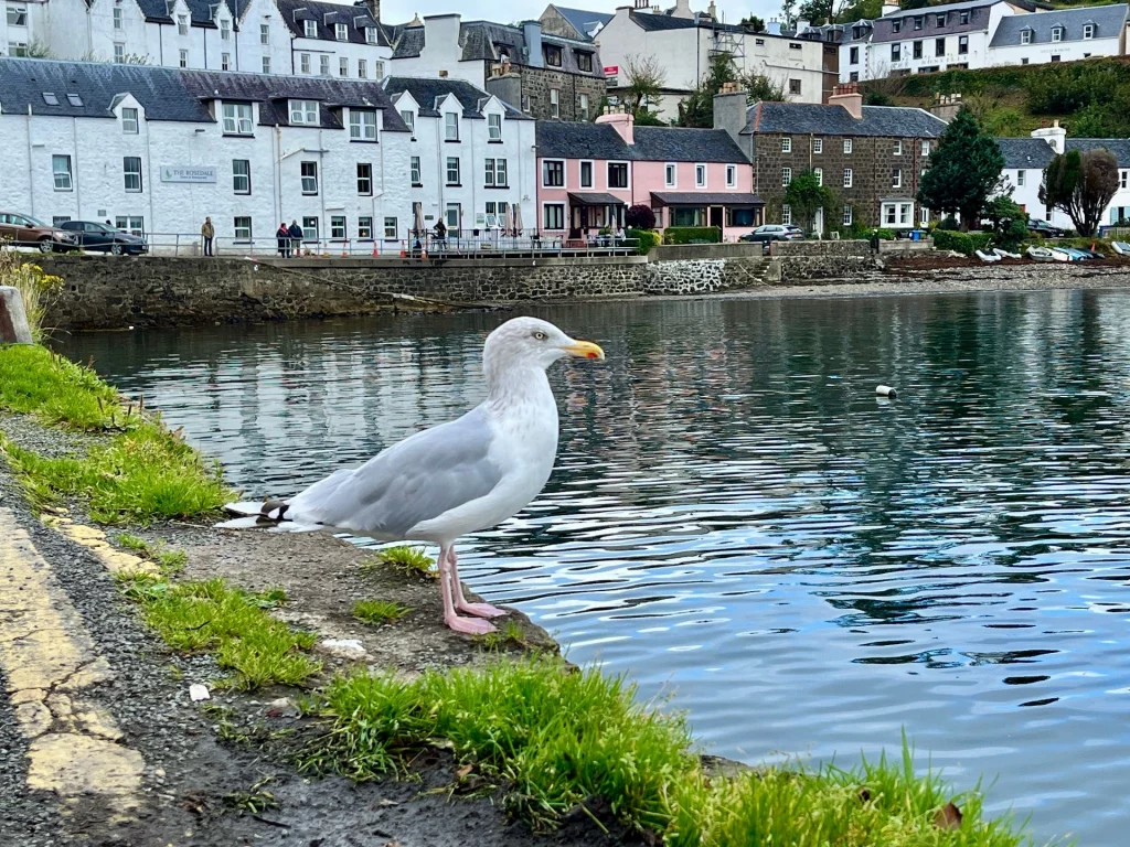 Eine Möwe steht im Profil auf einer Steinmauer am Hafen; im Hintergrund glitzert das Wasser vor der Kulisse weißer Häuserreihen.