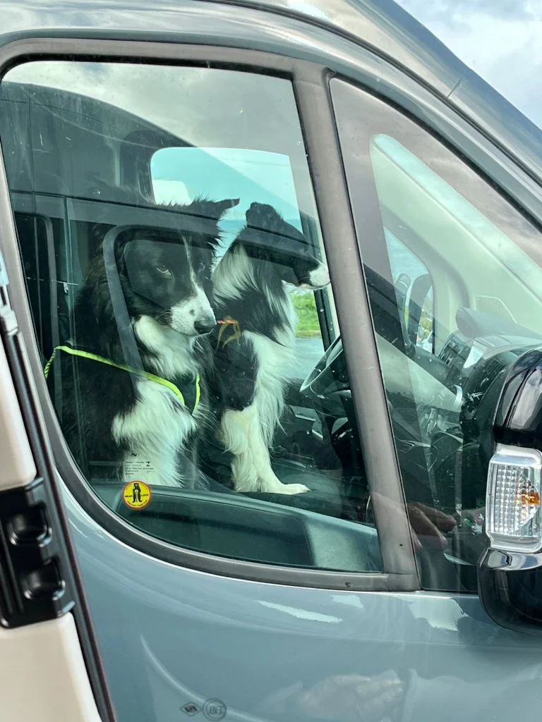 Zwei schwarz-weiße Border Collies sitzen aufmerksam auf dem Beifahrersitz eines modernen, grauen Campers. Der Blick geht durch das Seitenfenster nach draußen. Einer der Hunde trägt ein neongelbes Geschirr. Die Szene wirkt ruhig und bereit für die Weiterfahrt.