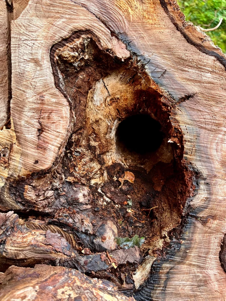 Nahaufnahme eines kreisrunden, dunklen Lochs in einem frisch gesägten Baumstamm mit deutlich sichtbaren Jahresringen.