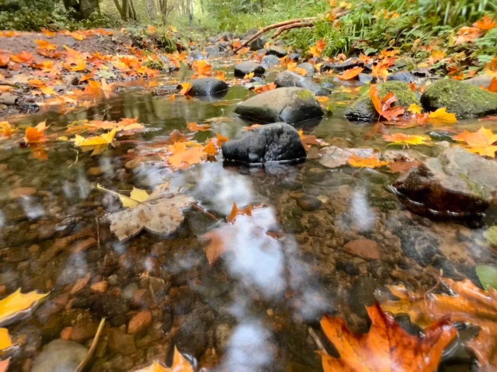 Ein flacher Bachlauf im Wald, in dem bunte orangefarbene und gelbe Blätter auf der Wasseroberfläche treiben.