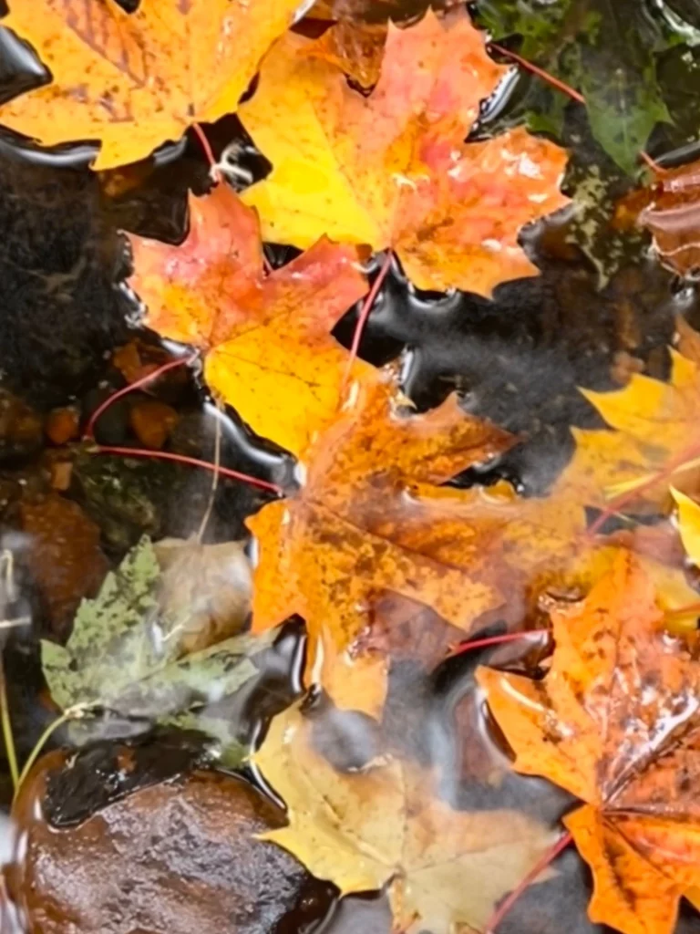 Leuchtend rote Ahornblätter liegen verstreut im dichten, grünen Gras des Fairy Glen Waldviertels.