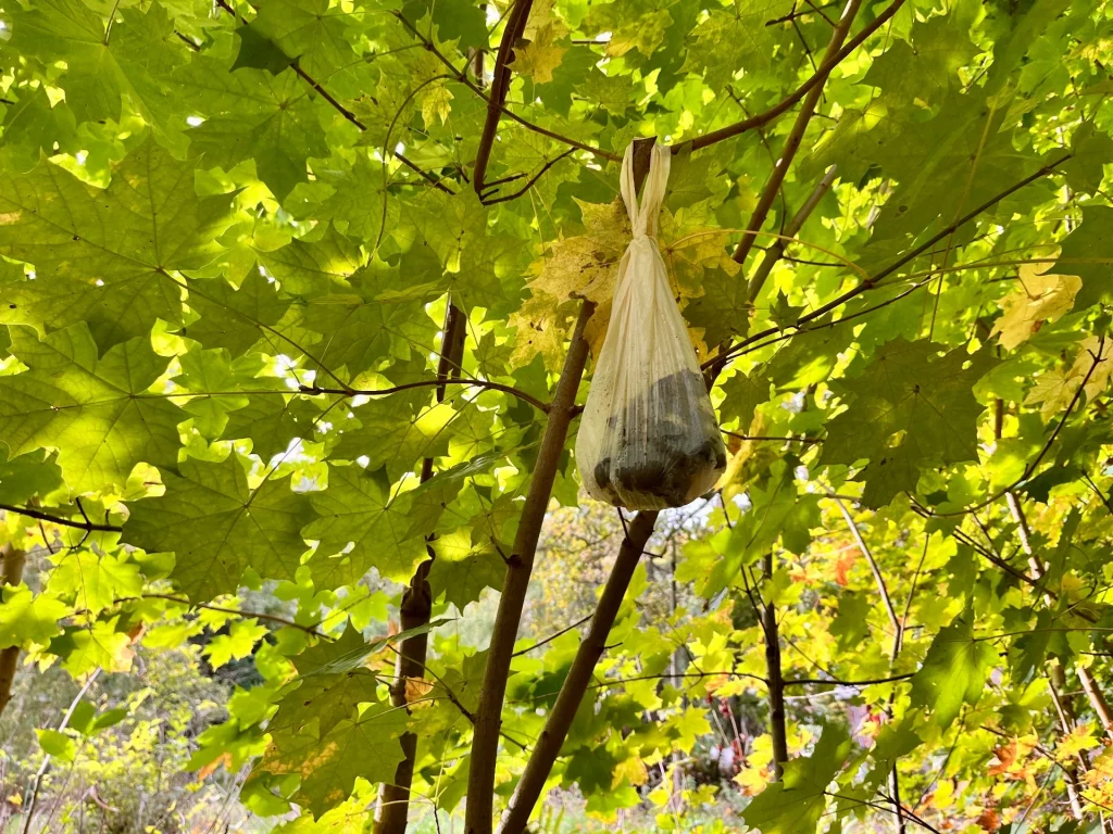 Ein kleiner, heller Stoffbeutel, der als Teil eines Heilungsrituals an einem Ast eines Ahornbaums befestigt ist.