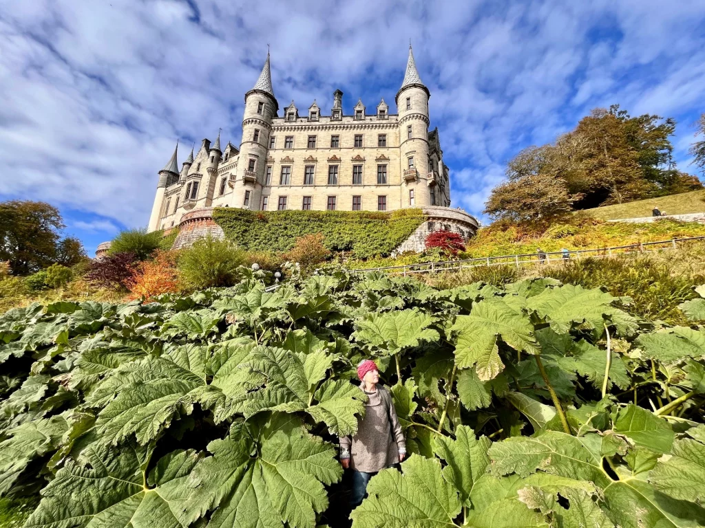 Eine Frau mit roter Mütze steht fast vollständig verdeckt zwischen den riesigen, grünen Blättern des Mammutblatts (Riesen-Rhabarber) im Garten von Dunrobin Castle, Schottland. Im Hintergrund thront das märchenhafte Schloss mit seinen markanten Kegeltürmen.