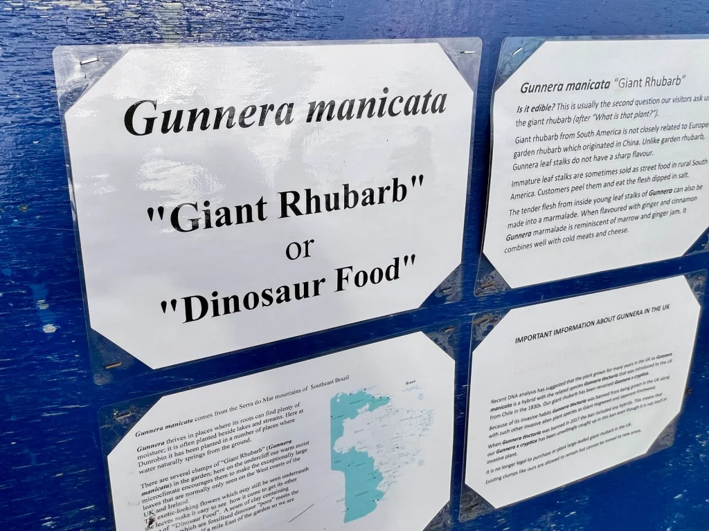 Infotafel im Garten von Dunrobin Castle über die Pflanze Gunnera manicata, auch bekannt als „Giant Rhubarb“ oder „Dinosaur Food“.