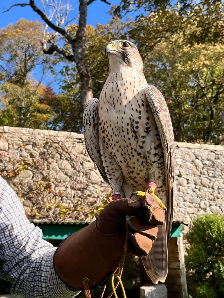Nahaufnahme eines hell gefiederten Falken mit markanten dunklen Flecken auf der Brust. Der Vogel trägt Lederriemen an den Beinen und sitzt auf einem dicken, braunen Lederhandschuh vor einer rustikalen Steinmauer.