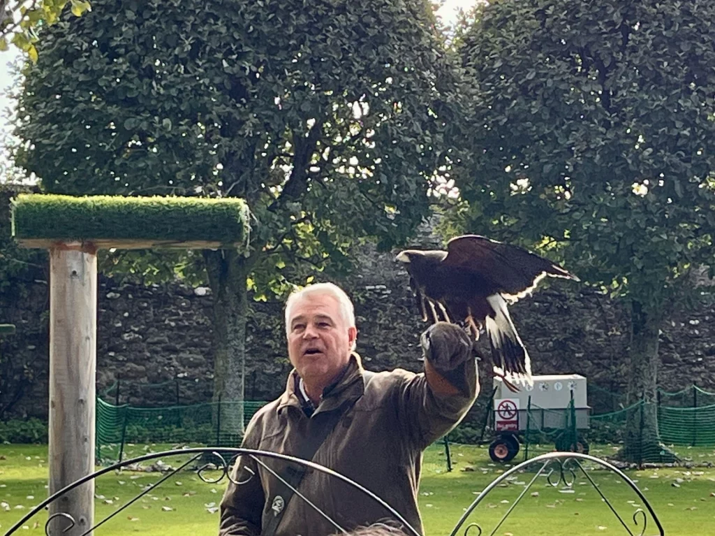 Ein Mann in brauner Outdoor-Kleidung hält seinen mit einem Lederhandschuh geschützten Arm hoch, auf dem ein dunkler Greifvogel mit weiß-schwarzen Schwanzfedern landet. Im Hintergrund sind herbstliche Bäume und eine Steinmauer zu sehen.